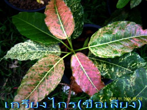 ขายต้นเกรียงไกร(ชื่อเสียง) | สวนเกษตรอินทรีย์ - พนัสนิคม ชลบุรี