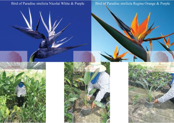 Bird of Paradise | สวนคุณยาย - องครักษ์ นครนายก