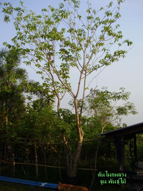 ต้นโมกหลวง | จูนพันธุ์ไม้ - เมืองปราจีนบุรี ปราจีนบุรี