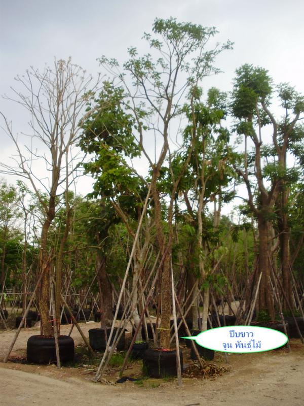 ต้นปีบขาว | จูนพันธุ์ไม้ - เมืองปราจีนบุรี ปราจีนบุรี