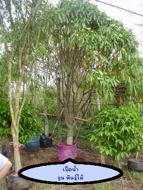 ต้นตีนเป็ดน้ำ | จูนพันธุ์ไม้ - เมืองปราจีนบุรี ปราจีนบุรี
