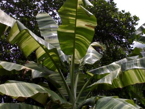 กล้วยอินโดด่าง | สวนคุณชายเอม - สันป่าตอง เชียงใหม่