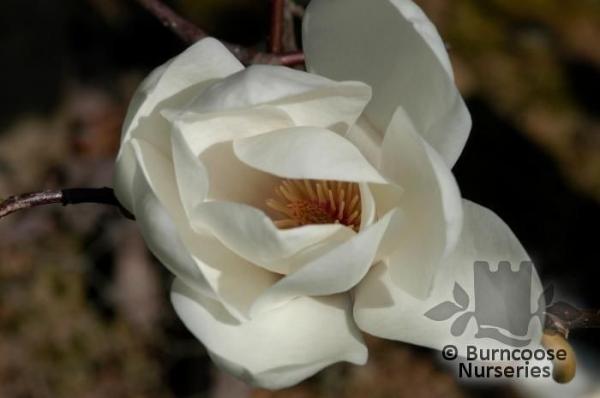 Magnolia x David Clulow ลูกผสม Magnolia  | สวนในฝัน - เมืองเชียงใหม่ เชียงใหม่