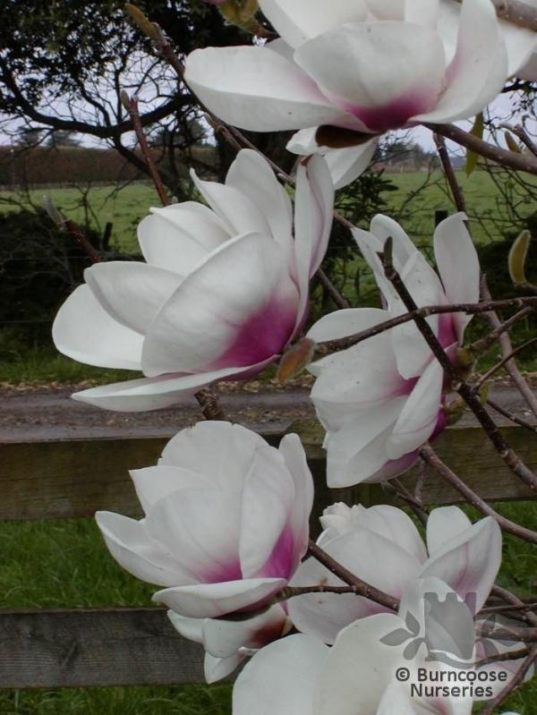 Magnolia x Athene   ลูกผสม Magnolia   | สวนในฝัน - เมืองเชียงใหม่ เชียงใหม่