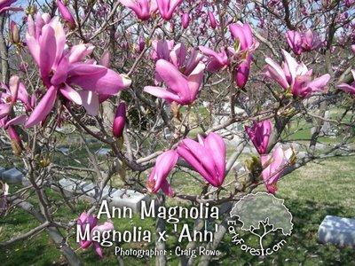 Magnolia x Ann ลูกผสม Magnolia 