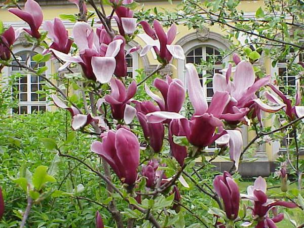 Magnolia x Liliiflora ลูกผสม Magnolia  | สวนในฝัน - เมืองเชียงใหม่ เชียงใหม่