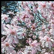 Magnolia x Leonard ลูกผสม Magnolia  | สวนในฝัน - เมืองเชียงใหม่ เชียงใหม่