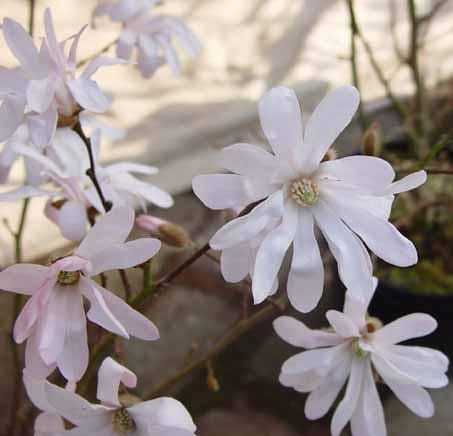 Magnolia x Stellata ลูกผสม Magnolia 