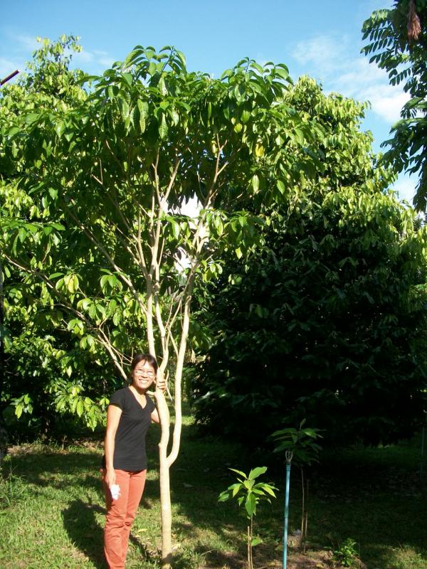 ต้นพุทธคยา ทรงสวย สูง 4 เมตร ล้อมแล้วพร้อมปลูก