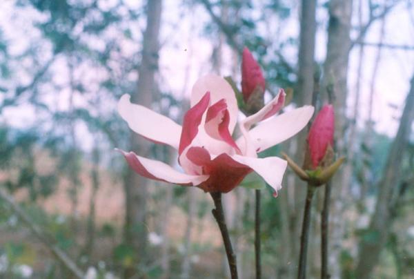 magnolia galaxy | สวนนรา - สันทราย เชียงใหม่