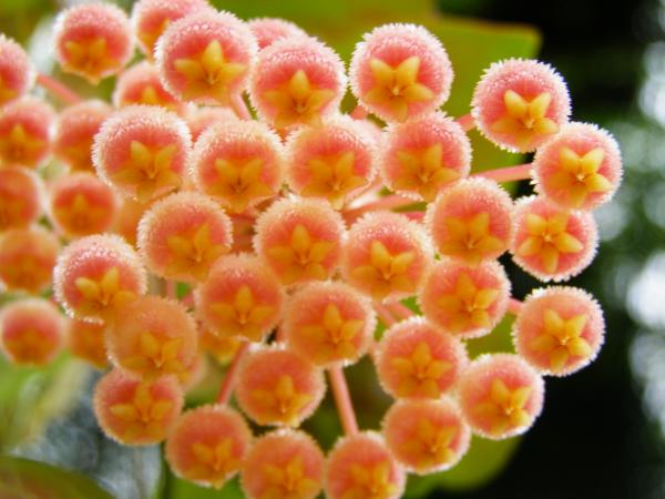 Hoya obscura | วิมานสีชมพู -  เชียงใหม่