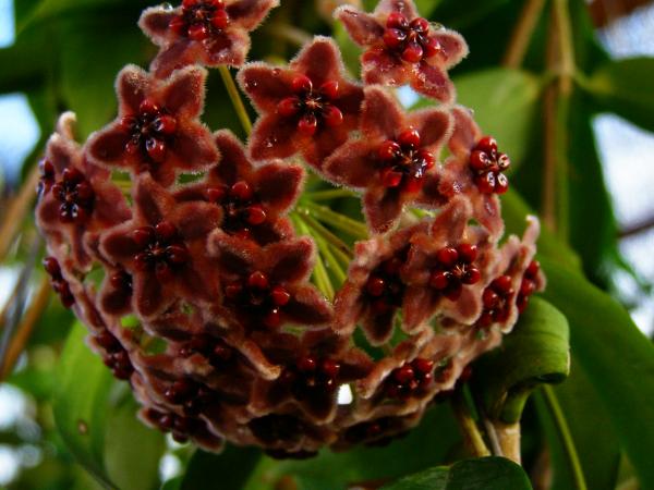 Hoya globulifera  | วิมานสีชมพู -  เชียงใหม่