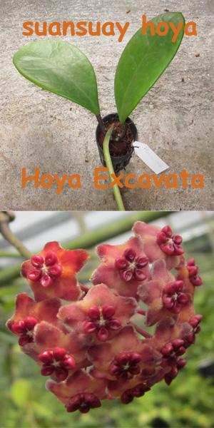  hoya Excavata โฮย่าเอ็กคาวาต้่า  โฮย่าไม้นิ้ว