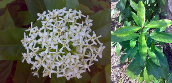 เข็มขาวดอกหอม | สวนคุณชายเอม - สันป่าตอง เชียงใหม่