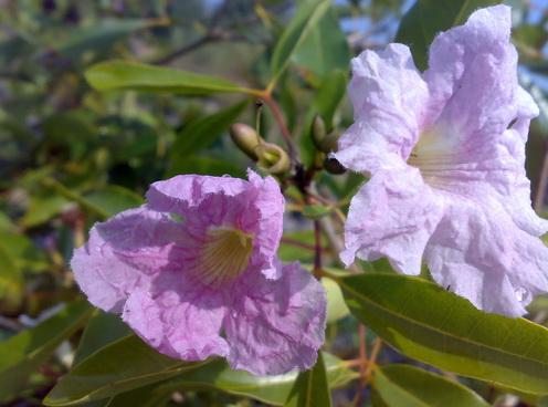 ม่วงปรีดียาธรสีม่วง | สวนคุณชายเอม - สันป่าตอง เชียงใหม่