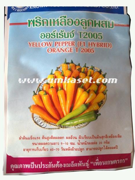 พริกเหลือง ลูกผสมออเรนจ์-T2005 | umkaset - เมืองลำพูน ลำพูน