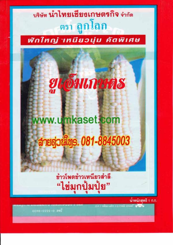 ข้าวโพดข้าวเหนียวสำลี ไข่มุกปุ้มปุ้ย | umkaset - เมืองลำพูน ลำพูน