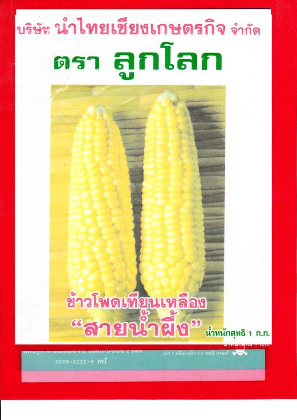 ข้าวโพดเทียนเหลือง-สายน้ำผึ้ง | umkaset - เมืองลำพูน ลำพูน