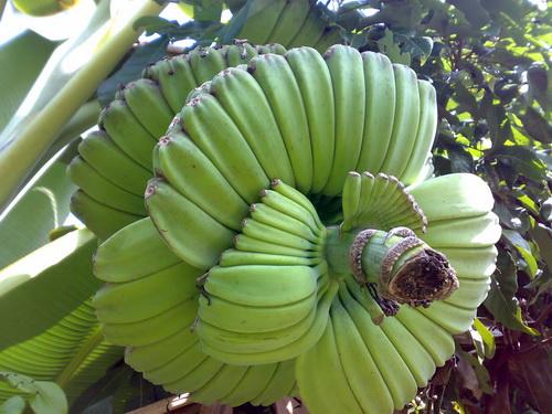 กล้วยเทพนม | สวนคุณชายเอม - สันป่าตอง เชียงใหม่