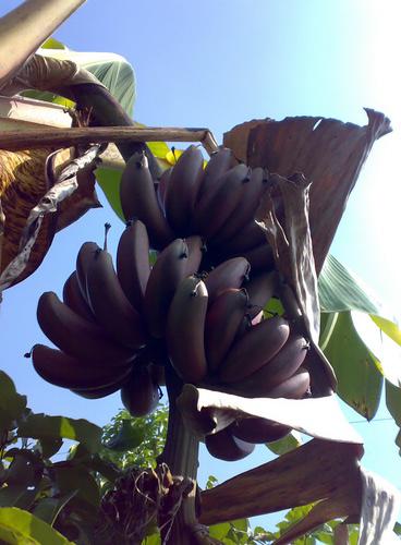 กล้วยหอมอเมริกา | สวนคุณชายเอม - สันป่าตอง เชียงใหม่