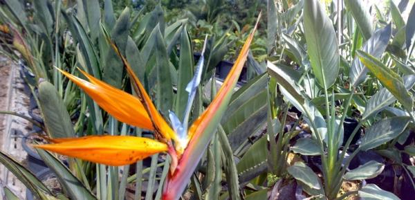 เบิร์ดออฟพาราไดส์ (Bird of paradise)