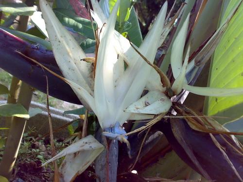 เบิร์ดออฟพาราไดส์ สีขาว(Bird of paradise) | สวนคุณชายเอม - สันป่าตอง เชียงใหม่