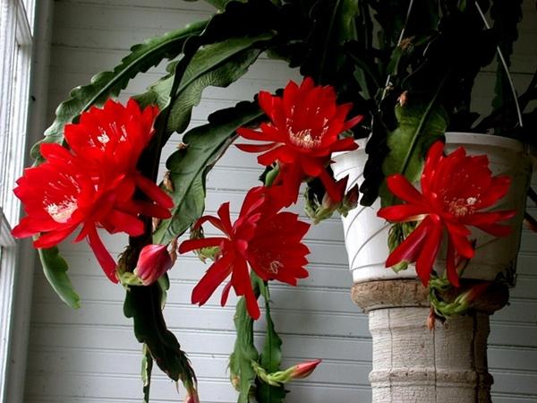 โบตั๋นสีแดง Epiphyllum roter Blattkaktus