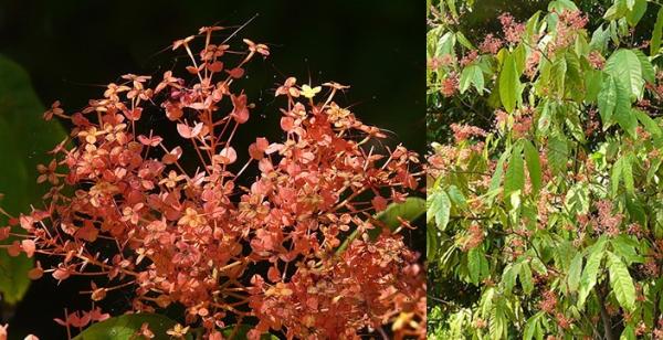 อโศกสรปูน | สวนคุณชายเอม - สันป่าตอง เชียงใหม่