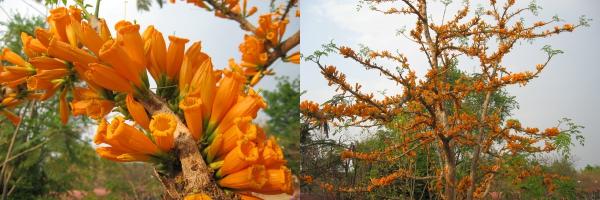 ปีบทอง | สวนคุณชายเอม - สันป่าตอง เชียงใหม่