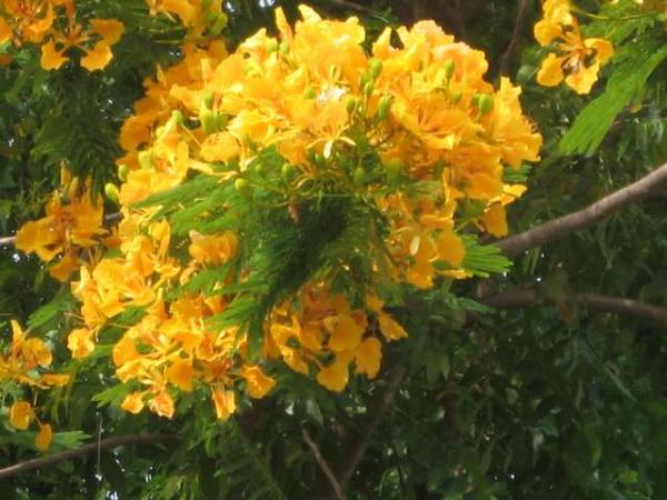 หางนกยูงฝรั่งสีเหลือง | สวนคุณชายเอม - สันป่าตอง เชียงใหม่