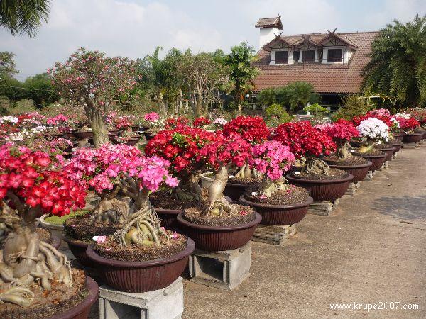 ชวนชมไม้สีพุ่มสวยหลายขนาด | บ้านสวนชวนชมพิจิตร - เมืองพิจิตร พิจิตร