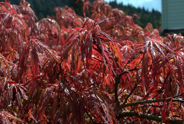 เมเปิ้ลเกาหลี (Acer palmatum) | สวนมิตร - เมืองเชียงใหม่ เชียงใหม่