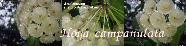 Hoya campanulata โฮย่าคัมพานูลาต้า ไม้นิ้ว | suansuayhoya - โพธาราม ราชบุรี