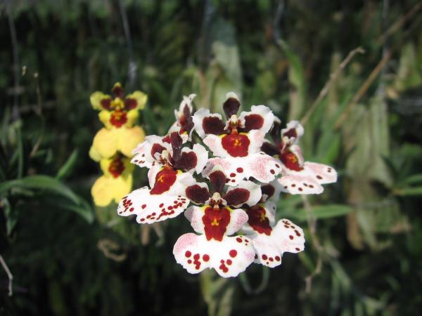 ออนซิเดียม | Advance orchids farm - สามพราน นครปฐม