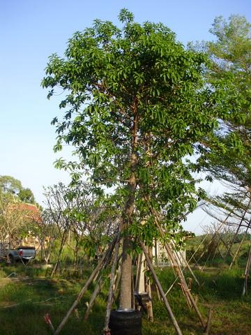 ต้นสาละ | จูนพันธุ์ไม้ - เมืองปราจีนบุรี ปราจีนบุรี