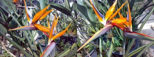 เบิร์ดออฟพาราไดส์ ดอกซ้อน(Bird of paradise) | สวนคุณชายเอม - สันป่าตอง เชียงใหม่