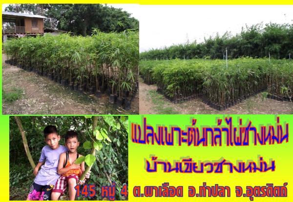 ไผ่ยอดนิยมราคาถูกพร้อมส่งทั่วประเทศ | บ้านเขียวซางหม่น - เมืองอุตรดิตถ์ อุตรดิตถ์