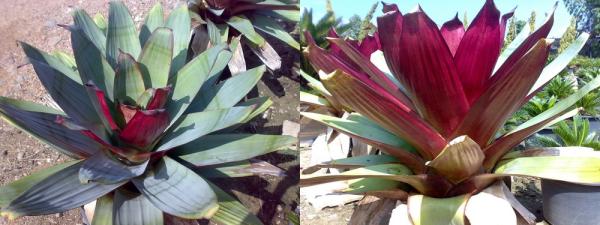 Alcanterea Imperialis