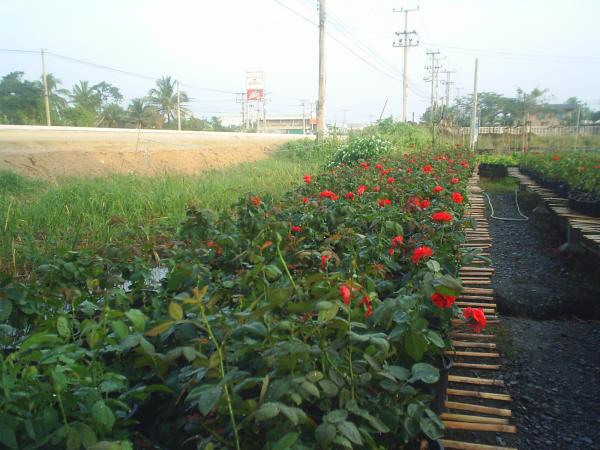 กุหลาบ | สายใจไม้กระถาง - สามพราน นครปฐม