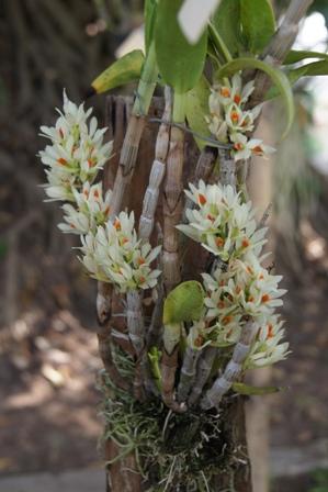 Dendrobium  bractesum