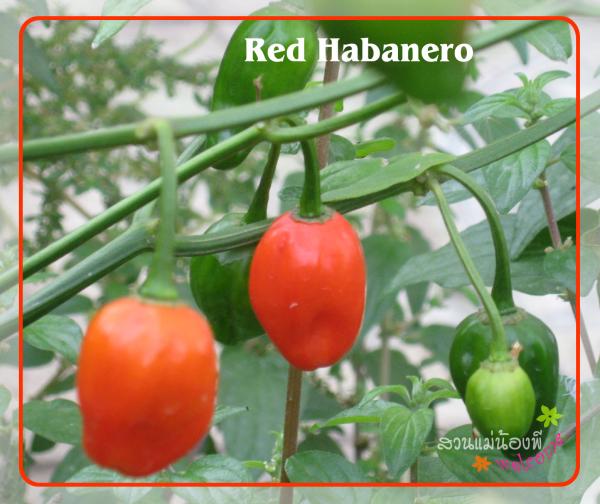 พริก ฮาบาเนโร สีแดง (Red Habanero) | 28Shopศูนย์รวมพันธุ์ไม้นานาชนิด - เมืองฉะเชิงเทรา ฉะเชิงเทรา