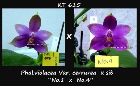 กล้วยไม้ขวด Phal.violacea Var.cerurea "Dark Blue" x sib 