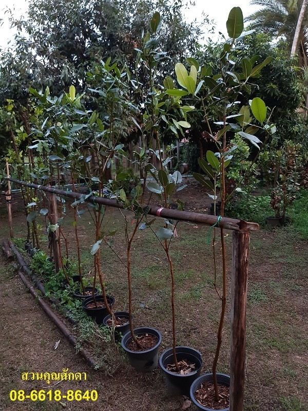 ต้นกระทิง ฟอร์มสวย | สวนคุณศักดา - บางบัวทอง นนทบุรี