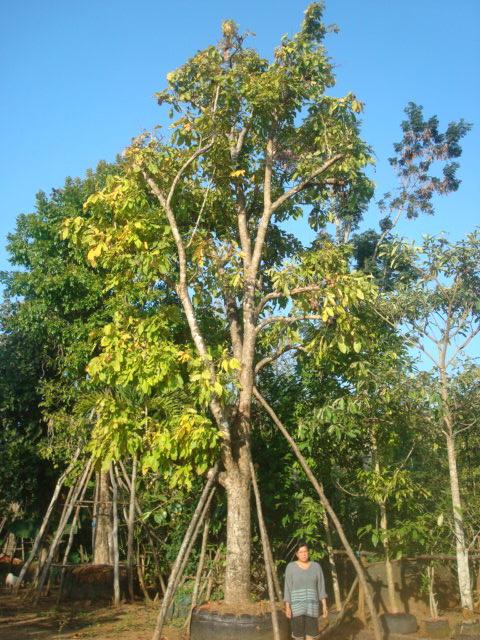 ตะคร้อ | โชคปิติศักดิ์ไม้ประดับ - แม่ออน เชียงใหม่