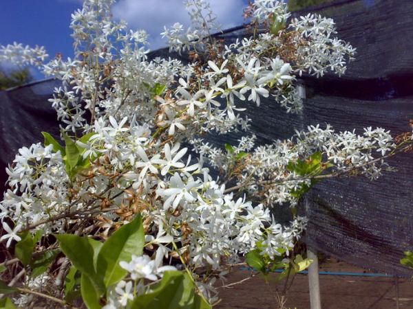 พวงครามสีขาว | สวนคุณชายเอม - สันป่าตอง เชียงใหม่