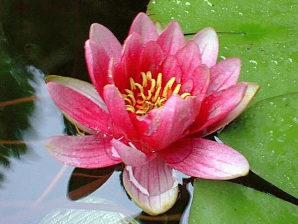 Pink waterlily