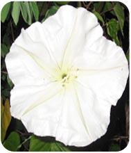 เมล็ดดอกชมจันทร์ (หรือ ดอกบานดึก , ดอกพระจันทร์)  | 28Shopศูนย์รวมพันธุ์ไม้นานาชนิด - เมืองฉะเชิงเทรา ฉะเชิงเทรา