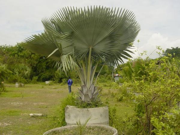 ปาล์มหงษ์เหิน | tek palm and orchids - เมืองนครสวรรค์ นครสวรรค์