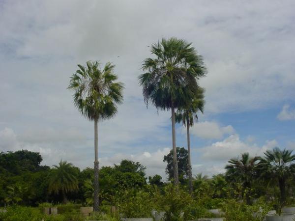 ปาล์มแว๊กอ้วน | tek palm and orchids - เมืองนครสวรรค์ นครสวรรค์