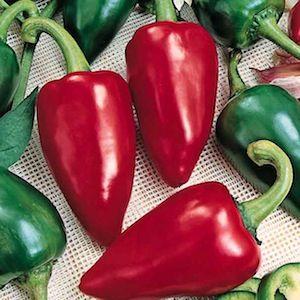 พริกหวาน Pimento pepper | ณัฐนรี การ์เด้นท์ - เหนือคลอง กระบี่